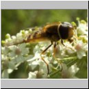 Syrphus vitripennis - Kleine Schwebfliege m02.jpg